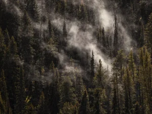 how canada can avoid a wildfire insurance crisis lessons from california's mistakes - news